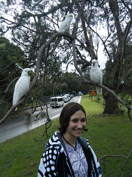 Wild birds in Sydney