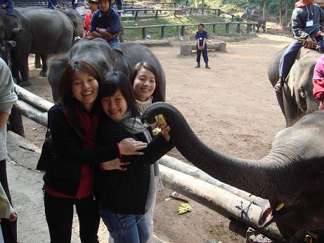 Gink, Nink and Nina at the elephant show